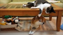柴犬に降りそそぐ猫パンチ　Cat wants to play with Shiba Inu