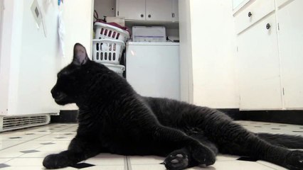 Sylvester's Diary 3 - Talking Kitty Cat