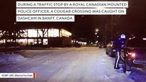 Cop's Dashcam Captures Cougar Crossing During Traffic Stop