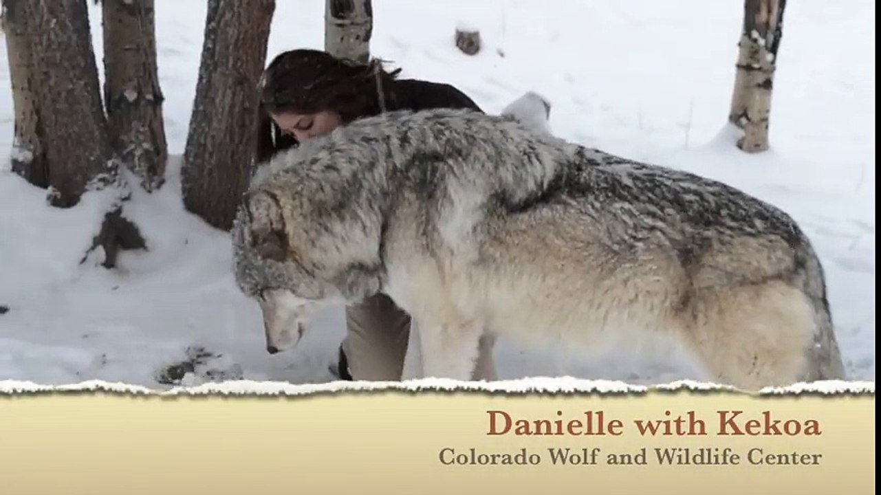 Regardez un peu la taille de ce loup qui fait des calins à sa dresseuse