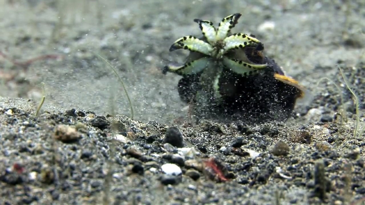 Cette crevettes-mantes lutte pour sa survie dans la bouche de cette Seiche flamboyante mais ne pourra rien faire