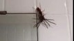 Cette guêpe semble avoir gagner contre cette araignée Huntsman Spider - Les joies de l'Australie
