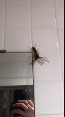 Cette guêpe semble avoir gagner contre cette araignée Huntsman Spider - Les joies de l'Australie