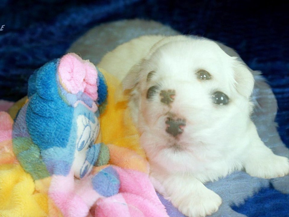 2018-01-23-BB Ixia x Gucci1