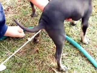 Regardez ce qu'avez ce pauvre chien ..