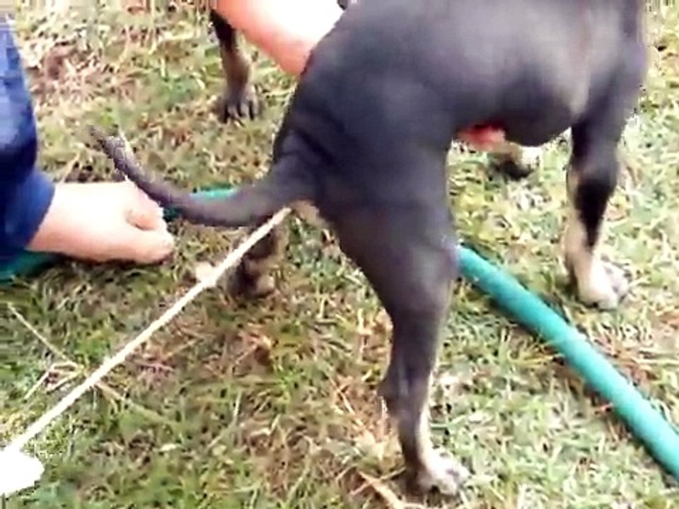 Regardez ce qu'avez ce pauvre chien ..