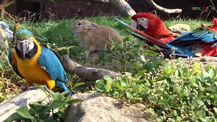 Birds Dancing & Kissing