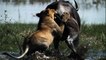 Battle At Lion Vs Crocodile Vs Buffalo - Most Amazing Wild Animal Attacks