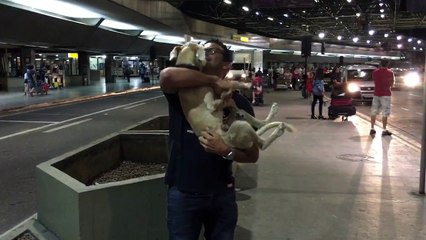 Dog is Crazy Happy to See Owner