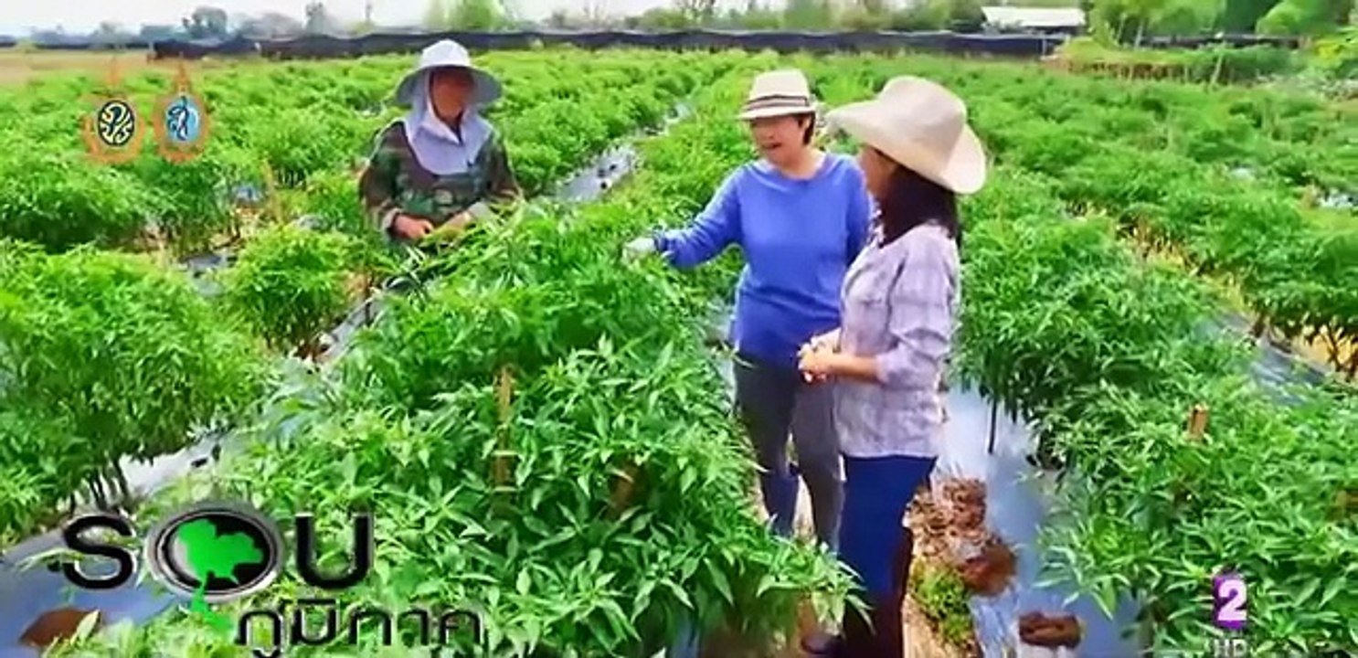 การปลูกพริก ระบบน้ำหยด พลิกชีวิตให้ดีขึ้น