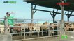 Cattle Farming Part 1 : Cattle Farming in the Philippines | Agribusiness Philippines