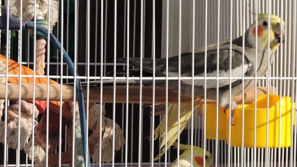 pretty cockatiels morning time