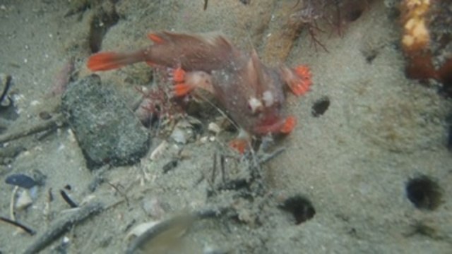 Descubren una pequeña población de peces que caminan en el sur de Australia