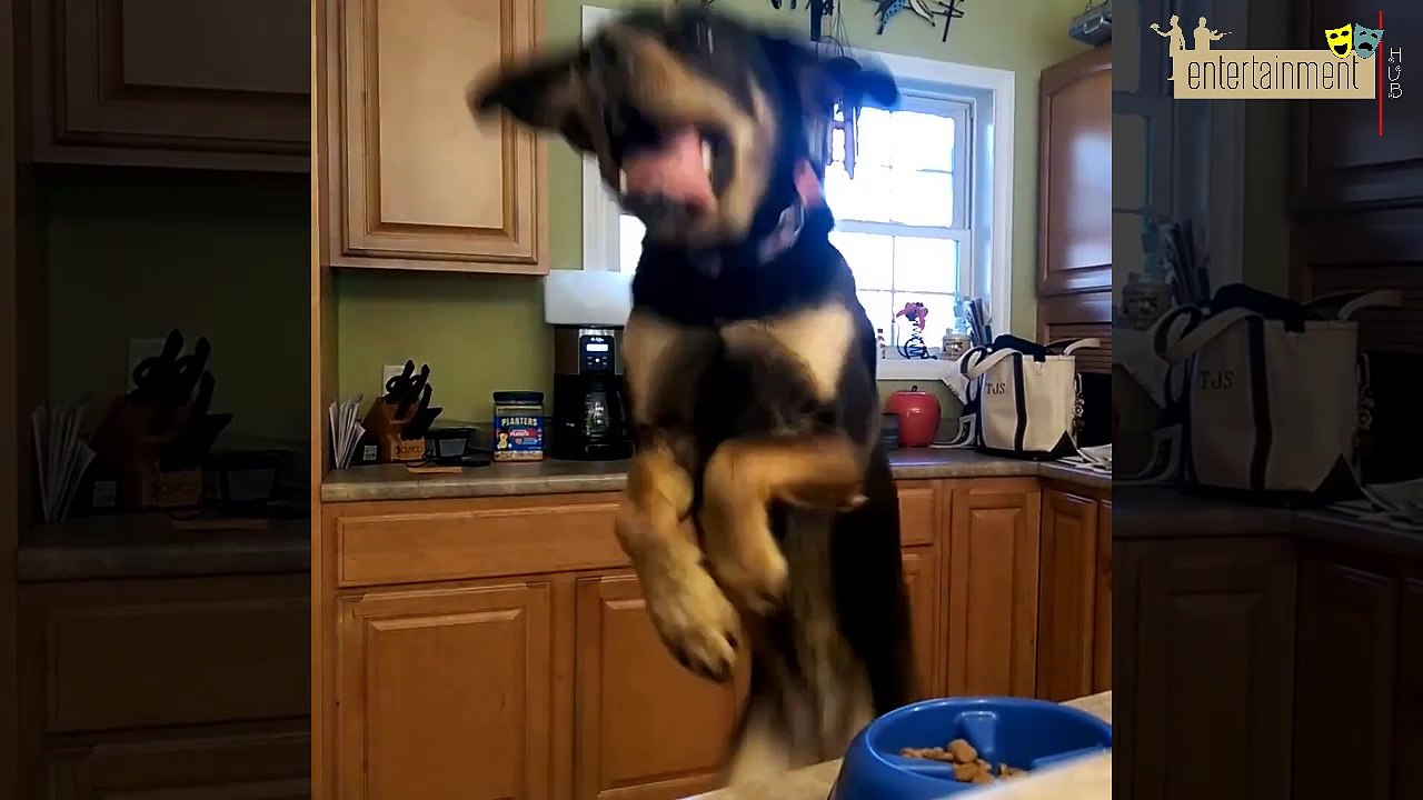 Funny and Cute Dog compilation | Entertainment Hub