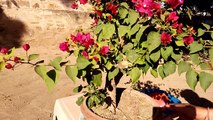 Beatifull bougainvillea bonsai plant and its shaping/trimming/cutting/prunning in hindi/urdu