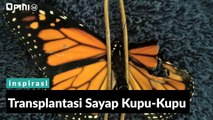 #1MENIT | Transplantasi Sayap Kupu-Kupu