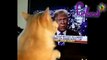 Cat attacking on trump