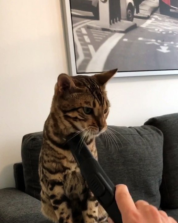 Cat Obsessed with Vacuum Cleaner