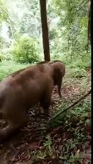 Travelling Downhill - Imagine walking down that trail accidentally to turn the corner