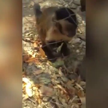 Ce petit singe essaie d'apprendre quelque chose à un humain... Adorable