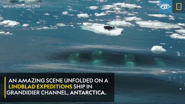 La technique de ces orques pour faire tomber cette otarie de la banquise est dingue