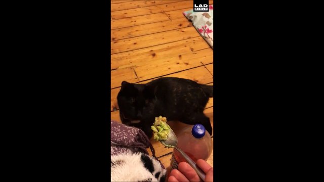 Quand ton chat déteste la bouffe que tu veux lui donner... Gerbant