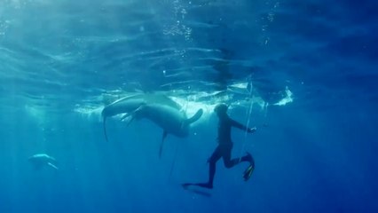 Un requin réussit à ouvrir la cage de protection de ce plongeur... Cauchemar