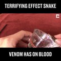 L'effet du venin de serpent sur notre sang... Terrifiant