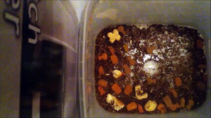 Dermestids Attagenus Unicolor Colony Vid #397-1