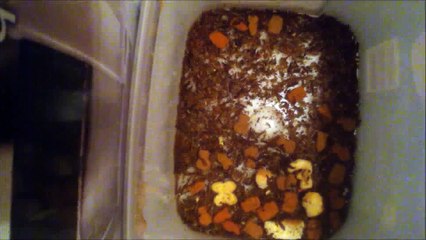 Dermestids Attagenus Unicolor Colony Vid #394-1