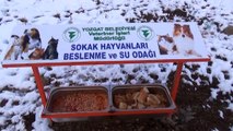 Yozgat'ta aç kalan sokak hayvanlarına belediyeden şefkat eli