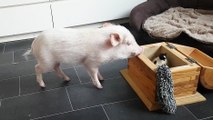 Un cochon range ses jouets dans son coffre