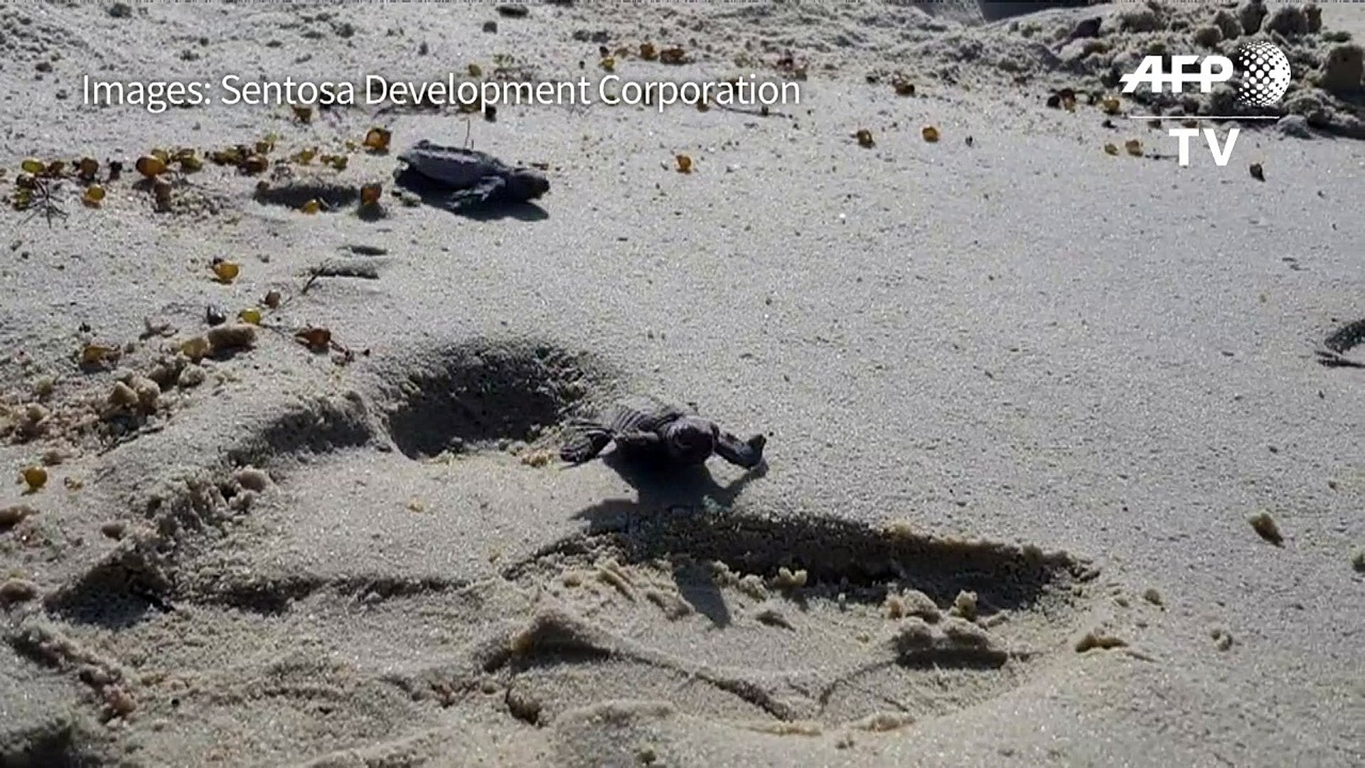 ⁣Over 100 endangered turtles hatch in Singapore