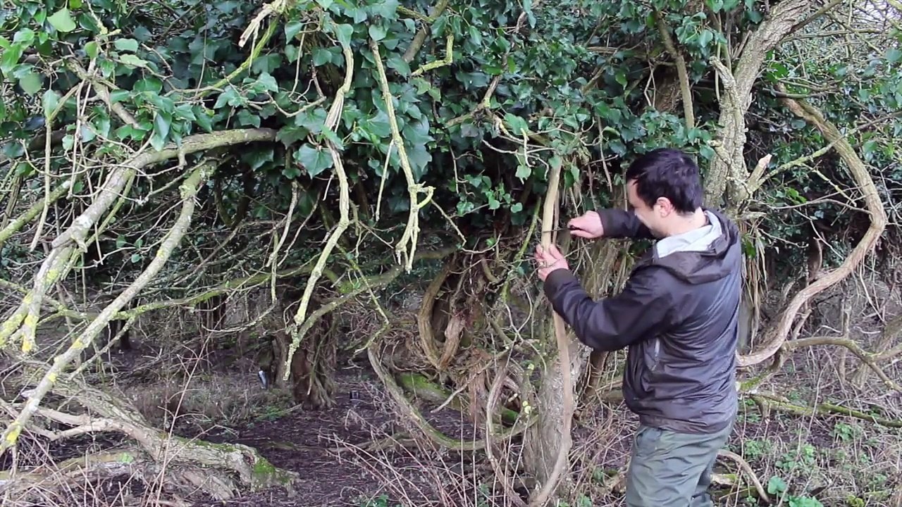 Hand Drill Friction Fire: How-to guide for the UK.