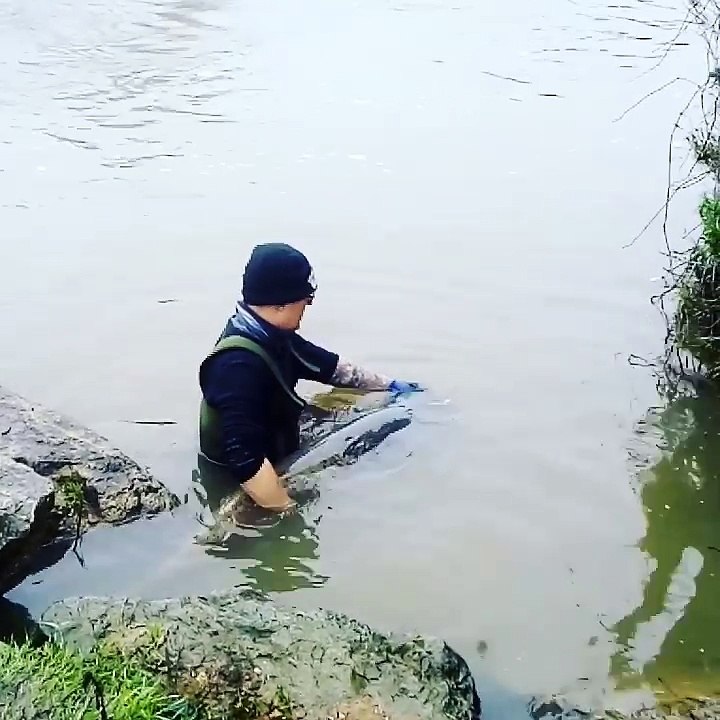 Il sort un silure de 2,07m de la Vienne à Confolens