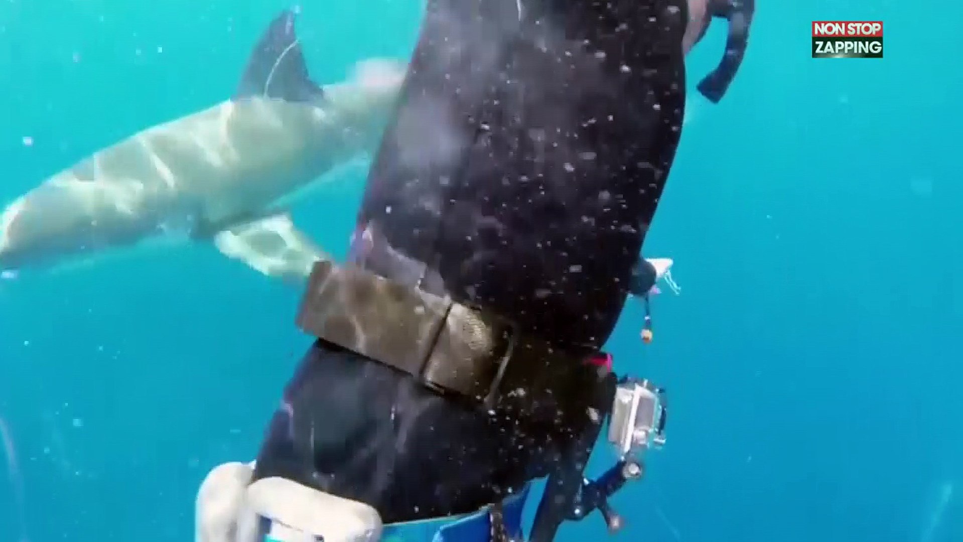 Un plongeur dans une cage cassée se fait attaquer par des requins (vidéo) -  Vidéo Dailymotion