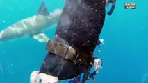 Un plongeur dans une cage cassée se fait attaquer par des requins (vidéo)