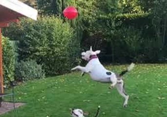 Adorable Dogs Love Playing With Balloon