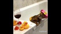 Ce chaton qui se relaxe dans son bain est la vidéo la plus mignonne que vous verrez aujourd'hui