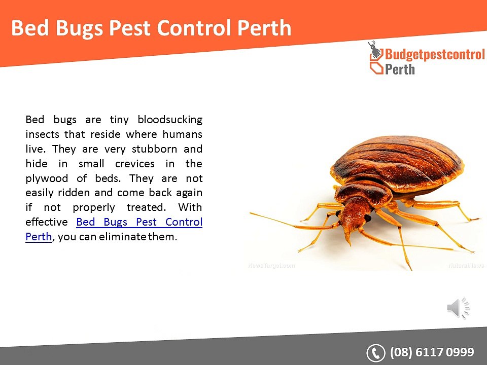 Budget Pest Control Perth