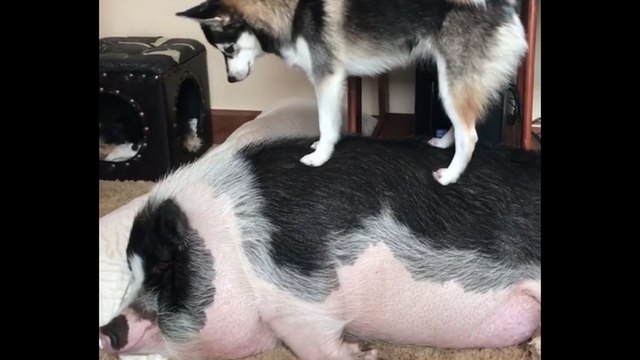 Un chien essaie de réveiller une truie