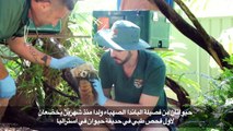 صغيران من فصيلة الباندا الصهباء يخضعان لفحص طبي في استراليا
