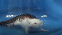 Watch centipede rapidly attack Kunming mouse