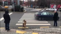 Başkentin akıllı köpeği kırmızı ışıkta durdu, yeşil ışıkta geçti