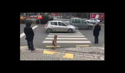 Köpek kırmızı ışıkta bekledi, yaya geçti