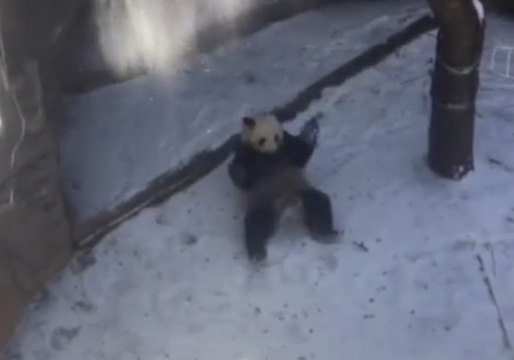Atlanta Panda Enjoys Playing in the Snow