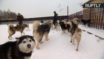 Na Rússia huskies siberianos são abandonados nas ruas