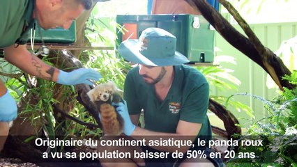 Australie: premier bilan de santé pour un bébé panda roux