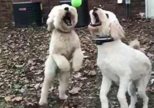 Golden Doodle Intercepts Ball From Sibling