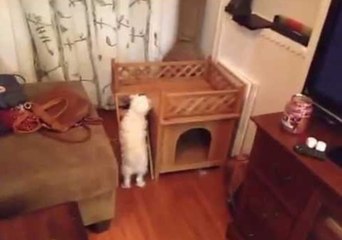 Pup Does Not Quite Understand Stairs